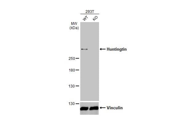 <b>Genetic Strategies Validation. </b>Western Blot: Huntingtin Antibody [NBP3-13106] - Wild-type (WT) and HTT knockout (KO) 293T cell extracts (10 ug) were separated by 5% SDS-PAGE, and the membrane was blotted with Huntingtin antibody  diluted at 1:1000. The HRP-conjated anti-rabbit IgG antibody  was used to detect the primary antibody.