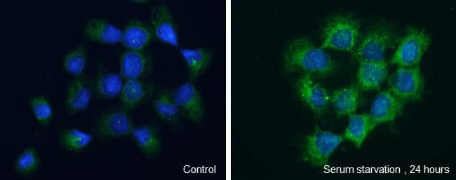 Immunocytochemistry/ Immunofluorescence WIPI2 Antibody - BSA Free