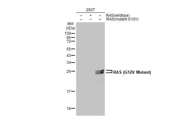 Non-transfected (-) and transfected (+) 293T whole cell extracts (30 ug) were separated by 12% SDS-PAGE, and the membrane was blotted with RAS (G12V Mutant) antibody (NBP3-13132) diluted at 1:3000. The HRP-conjugated anti-rabbit IgG antibody  was used to detect the primary antibody. 