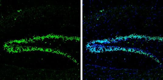 Neuropeptide Y antibody detects Neuropeptide Y protein by immunohistochemical analysis.Sample: Frozen-sectioned mouse hippocampus.Green: Neuropeptide Y stained by Neuropeptide Y antibody (NBP3-13163) diluted at 1:250.Blue: Fluoroshield with DAPI . 