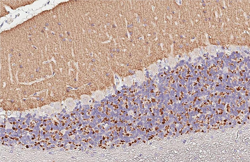 Immunohistochemistry-Paraffin VGLUT1 Antibody - BSA Free
