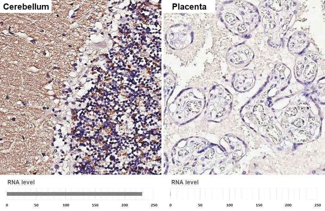 Immunohistochemistry-Paraffin VGLUT1 Antibody - BSA Free