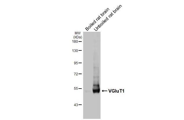 Western Blot VGLUT1 Antibody - BSA Free