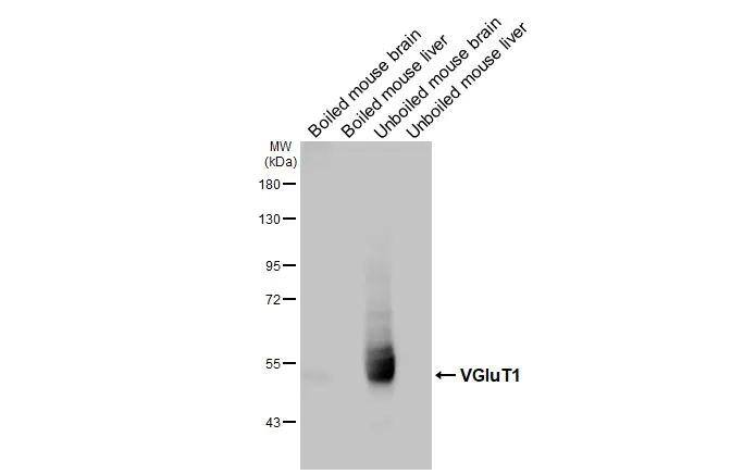 Western Blot VGLUT1 Antibody - BSA Free
