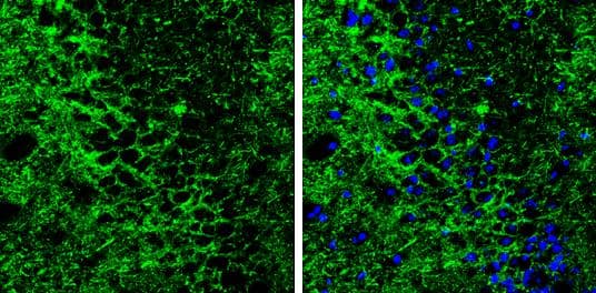 GABA Transporter 1 / GAT1 antibody detects GABA Transporter 1 / GAT1 protein by immunohistochemical analysis. Samples: Frozen Sectioned adult mouse hippocampus.Green: GABA Transporter 1 / GAT1 protein stained by GABA Transporter 1 / GAT1 antibody (NBP3-13166) diluted at 1:250.Blue: Fluoroshield with DAPI . br>Antigen Retrieval: Citrate buffer, pH 6.0, 10 min 