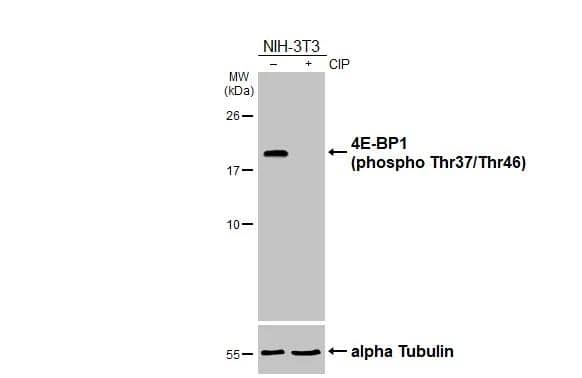 Untreated (-) and treated (+) NIH-3T3 whole cell extract (30 ug) were separated by 15% SDS-PAGE, and the membrane was blotted with 4E-BP1 (phospho Thr37/Thr46) antibody (NBP3-13170) diluted at 1:5000. The HRP-conjugated anti-rabbit IgG antibody  was used to detect the primary antibody. 