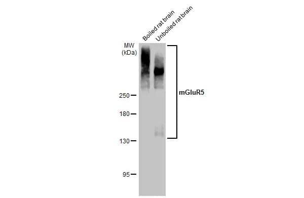Boiled and unboiled rat tissue extract (50 ug) were separated by 5% SDS-PAGE, and the membrane was blotted with mGluR5 antibody (NBP3-13190) diluted at 1:500. The HRP-conjugated anti-rabbit IgG antibody  was used to detect the primary antibody. 