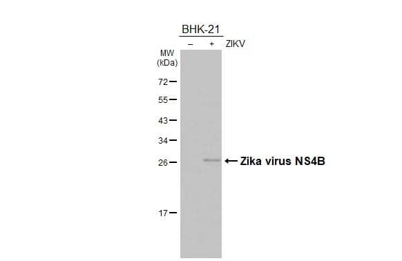 Non-infected (-) and infected (+) BHK-21 whole cell extracts (5 ug) were separated by 12% SDS-PAGE, and the membrane was blotted with Zika virus NS4B protein antibody (NBP3-13197) diluted at 1:1000. The HRP-conjugated anti-rabbit IgG antibody  was used to detect the primary antibody, and the signal was developed with Trident ECL plus-Enhanced. 