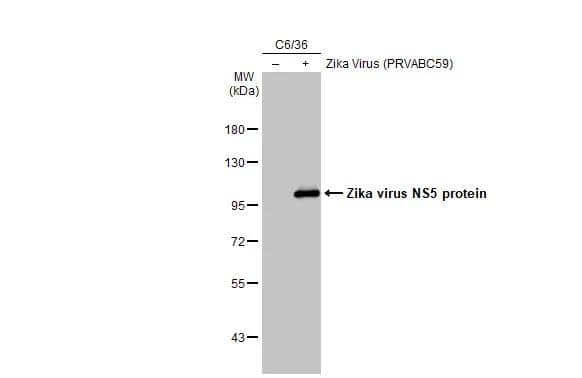 Western Blot Zika virus NS5 Antibody - BSA Free