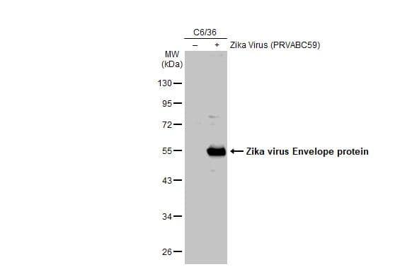 Western Blot Zika Virus (H/PF/2013) Envelope Antibody - BSA Free