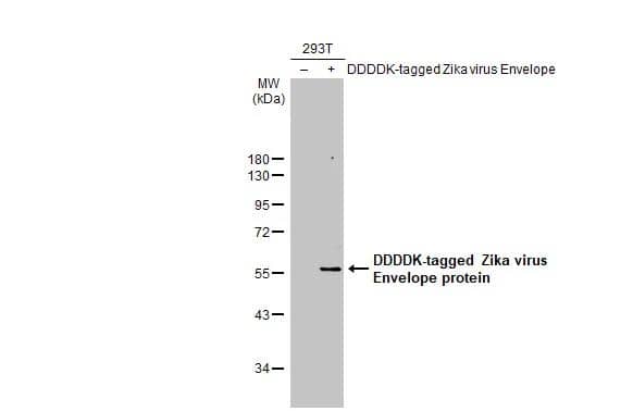 Western Blot Zika Virus (H/PF/2013) Envelope Antibody - BSA Free