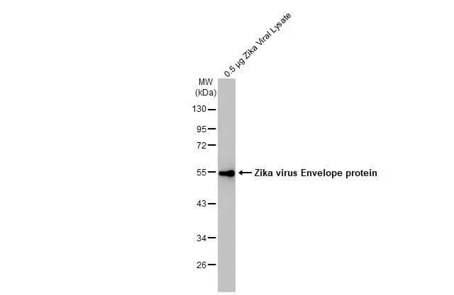 Western Blot Zika Virus (H/PF/2013) Envelope Antibody - BSA Free