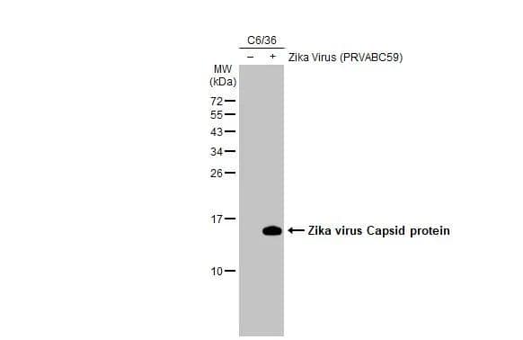 Non-infected (-) and infected (+) C6/36 whole cell extracts (5 ug) were separated by 15% SDS-PAGE, and the membrane was blotted with Zika virus Capsid protein antibody (NBP3-13200) diluted at 1:10000. The HRP-conjugated anti-rabbit IgG antibody  was used to detect the primary antibody. 