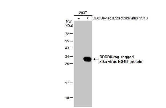 Western Blot: Zika virus NS4B Antibody [NBP3-13203] - Non-transfected (-) and transfected (+) 293T whole cell extracts (30 ug) were separated by 12% SDS-PAGE, and the membrane was blotted with Zika virus NS4B antibody (NBP3-13203) diluted at 1:5000. The HRP-conjugated anti-rabbit IgG antibody  was used to detect the primary antibody.