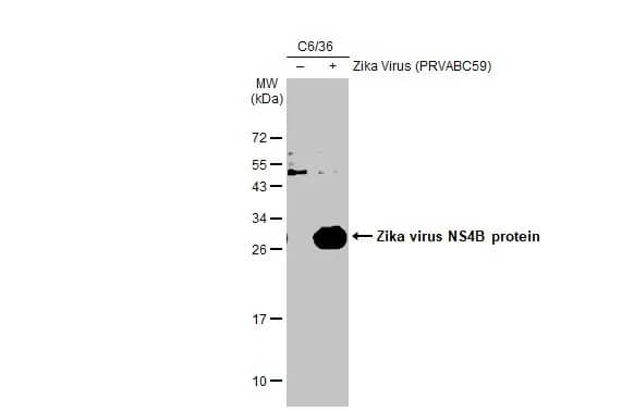 Western Blot: Zika virus NS4B Antibody [NBP3-13203] - Non-infected (-) and infected (+) C6/36 whole cell extracts (30 ug) were separated by 12% SDS-PAGE, and the membrane was blotted with Zika virus NS4B antibody (NBP3-13203) diluted at 1:1000. The HRP-conjugated anti-rabbit IgG antibody  was used to detect the primary antibody.