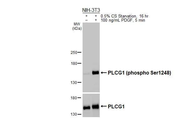 <b>Biological Strategies Validation. </b>Untreated (-) and treated (+) NIH-3T3 whole cell extracts (30 ug) were separated by 5% SDS-PAGE, and the membrane was blotted with PLCG1 (phospho Ser1248) antibody (NBP3-13252) diluted at 1:1000 and PLCG1 antibody  diluted at 1:1000. The HRP-conjugated anti-rabbit IgG antibody  was used to detect the primary antibody. 
