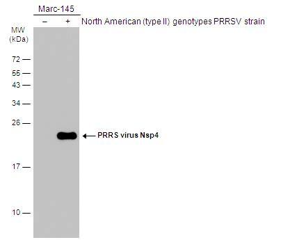 Non-infected (-) and infected (+) Marc-145 whole cell extracts (15 ug) were separated by 15% SDS-PAGE, and the membrane was blotted with PRRS virus Nsp4 antibody (NBP3-13277) diluted at 1:3000. The HRP-conjugated anti-rabbit IgG antibody  was used to detect the primary antibody. 