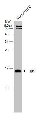 Mouse whole cell extract (50 ug) was separated by 15% SDS-PAGE, and the membrane was blotted with ID1 antibody (NBP3-13286) diluted at 1:500. The HRP-conjugated anti-rabbit IgG antibody  was used to detect the primary antibody. 