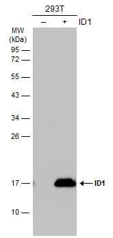 Non-transfected (-) and transfected (+) 293T whole cell extracts (30 ug) were separated by 12% SDS-PAGE, and the membrane was blotted with ID1 antibody (NBP3-13286) diluted at 1:1000. The HRP-conjugated anti-rabbit IgG antibody  was used to detect the primary antibody. 