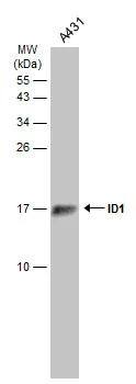 Whole cell extract (30 ug) was separated by 15% SDS-PAGE, and the membrane was blotted with ID1 antibody (NBP3-13286) diluted at 1:500. The HRP-conjugated anti-rabbit IgG antibody  was used to detect the primary antibody. 