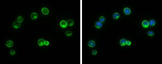 Immunocytochemistry/ Immunofluorescence G protein beta 4 Antibody - BSA Free