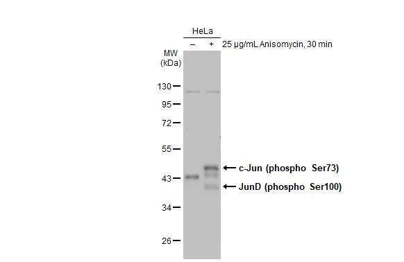 Untreated (-) and treated (+) HeLa whole cell extracts (30 ug) were separated by 10% SDS-PAGE, and the membrane was blotted with c-Jun (phospho Ser73) antibody (NBP3-13304) diluted at 1:500. The HRP-conjugated anti-rabbit IgG antibody  was used to detect the primary antibody. 