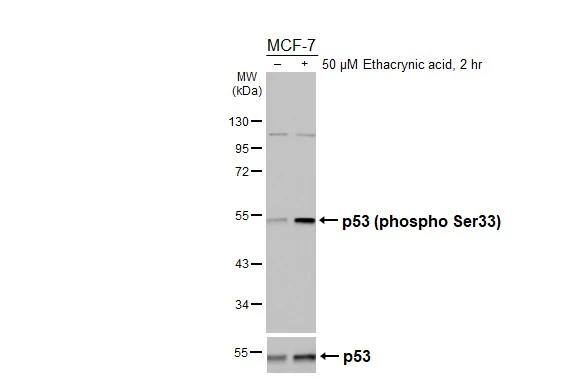 <b>Biological Strategies Validation. </b>Untreated (-) and treated (+) MCF-7 whole cell extract (30 ug) were separated by 10% SDS-PAGE, and the membranes were blotted with p53 (phospho Ser33) antibody (NBP3-13309) diluted at 1:1000 and p53 antibody  diluted at 1:1000. The HRP-conjugated anti-rabbit IgG antibody  was used to detect the primary antibody, and the signal was developed with Trident ECL plus-Enhanced. 