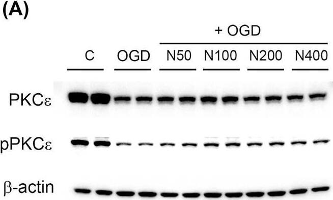 Effects of rNPFF on PKC epsilon  and pPKC epsilon  expression in an OGD model. (A) Representative Western blot images showing the expression of total PKC epsilon  and phosphorylated PKC epsilon  (pPKC epsilon ) across the control (C), OGD, and rNPFF-treated groups (N50, N100, N200, N400). (B–D) Quantification of PKC epsilon  and pPKC epsilon  expression. Densitometric analysis of PKC epsilon  (B), pPKC epsilon  (C), and the pPKC epsilon /PKC epsilon  ratio (D), normalized to control levels. Results are presented as the mean +/- SEM (n = 4/group). ** p < 0.01, *** p < 0.001 compared to the C group; # p < 0.05, ## p < 0.01 compared to the OGD group. C, sham control group; OGD, oxygen–glucose deprivation; N50: 50 ng/mL; N100: 100 ng/mL; N200: 200 ng/mL; N400: 400 ng/mL; rNPFF, recombinant neuropeptide FF protein; SEM, standard error of mean; PKC, protein kinase C. Image collected and cropped by CiteAb from the following open publication (//www.mdpi.com/1422-0067/25/21/11580), licensed under a CC-BY license. Not internally tested by Novus Biologicals.