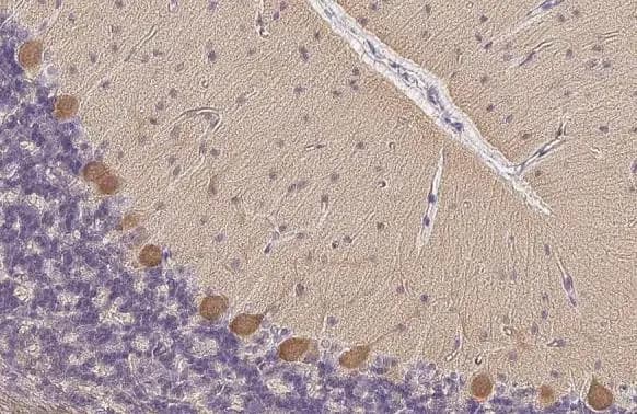 Immunohistochemistry-Paraffin: PKC zeta [p Thr410] Antibody [NBP3-13313] - PKC zeta antibody detects PKC zeta protein by immunohistochemical analysis.Sample: Paraffin-embedded rat cerebellum.PKC zeta stained by PKC zeta antibody (NBP3-13313) diluted at 1:500.Antigen Retrieval: Citrate buffer, pH 6.0, 15 min