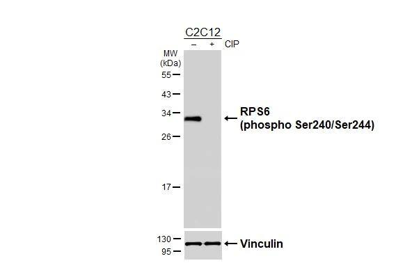 Untreated (-) and treated (+) C2C12 whole cell extracts (30 ug) were separated by 12% SDS-PAGE, and the membrane was blotted with RPS6 (phospho Ser240/Ser244) antibody (NBP3-13315) diluted at 1:1000. The HRP-conjugated anti-rabbit IgG antibody  was used to detect the primary antibody. 
