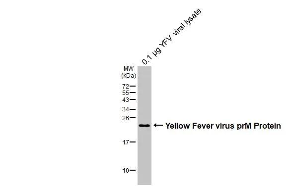 Yellow  fever virus viral lysate (0.1 ug) was separated by 15% SDS-PAGE, and the membrane was blotted with Yellow Fever virus prM Protein antibody (NBP3-13320) diluted at 1:1000. The HRP-conjugated anti-rabbit IgG antibody  was used to detect the primary antibody. 
