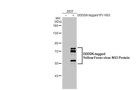 Non-transfected (-) and transfected (+) 293T whole cell extracts (30 ug) were separated by 7.5% SDS-PAGE, and the membrane was blotted with Yellow Fever virus NS3 Protein antibody (NBP3-13321) diluted at 1:5000. The HRP-conjugated anti-rabbit IgG antibody  was used to detect the primary antibody. 