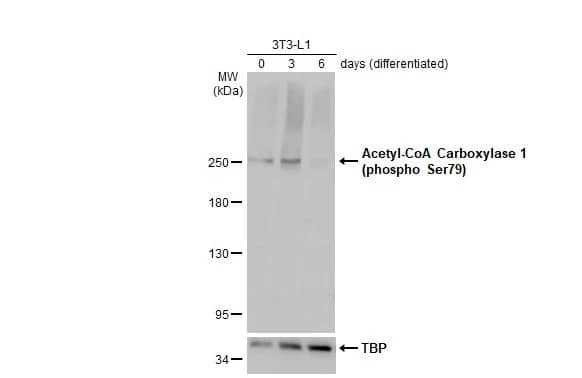 Western Blot: Acetyl-CoA Carboxylase alpha/ACACA [p Ser79] Antibody [NBP3-13324] - Various whole cell extracts (30 ug) were separated by 5% SDS-PAGE, and the membrane was blotted with Acetyl-CoA Carboxylase alpha/ACACA antibody (NBP3-13324) diluted at 1:500. The HRP-conjugated anti-rabbit IgG antibody  was used to detect the primary antibody.