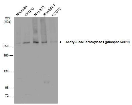 Various whole cell extracts (30 ug) were separated by 5% SDS-PAGE, and the membrane was blotted with Acetyl-CoA Carboxylase 1 (phospho Ser79) antibody (NBP3-13324) diluted at 1:500. The HRP-conjugated anti-rabbit IgG antibody  was used to detect the primary antibody. 