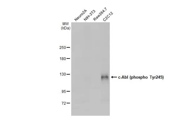 Western Blot: c-Abl [p Tyr245] Antibody [NBP3-13326] - Various whole cell extracts (30 ug) were separated by 5% SDS-PAGE, and the membrane was blotted with c-Abl antibody (NBP3-13326) diluted at 1:500. The HRP-conjugated anti-rabbit IgG antibody  was used to detect the primary antibody.