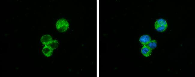 C1qA antibody detects C1qA protein at cytoplasm by immunofluorescent analysis.Sample: THP-1 cells were fixed in 4% paraformaldehyde at RT for 15 min.Green: C1qA stained by C1qA antibody (NBP3-13331) diluted at 1:500.Blue: Fluoroshield with DAPI . 