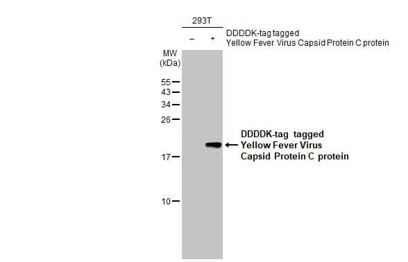 Western Blot: Yellow Fever Virus Capsid Protein Antibody [NBP3-13333] - Non-transfected (-) and transfected (+) 293T whole cell extracts (30 ug) were separated by 15% SDS-PAGE, and the membrane was blotted with Yellow Fever Virus Capsid Protein antibody (NBP3-13333) diluted at 1:1000. The HRP-conjugated anti-rabbit IgG antibody  was used to detect the primary antibody.