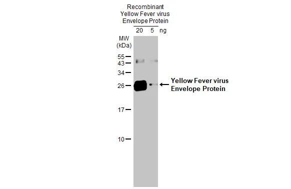 Western Blot Yellow Fever Virus Envelope Antibody - BSA Free