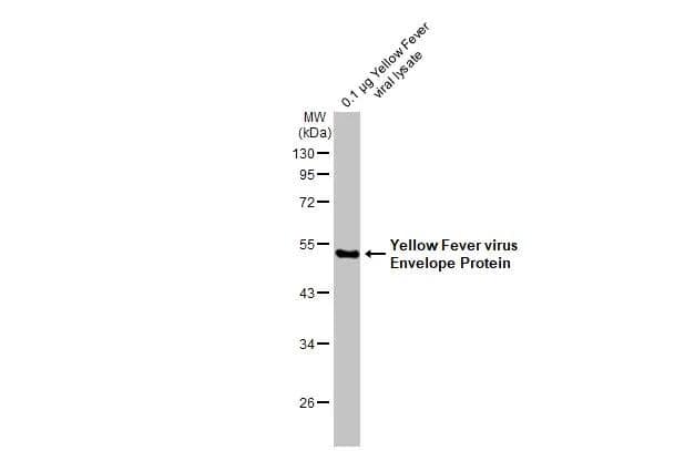 Western Blot Yellow Fever Virus Envelope Antibody - BSA Free