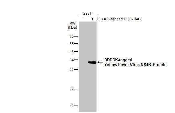 Non-transfected (-) and transfected (+) 293T whole cell extracts (30 ug) were separated by 12% SDS-PAGE, and the membrane was blotted with Yellow Fever virus NS4B Protein antibody (NBP3-13338) diluted at 1:5000. The HRP-conjugated anti-rabbit IgG antibody  was used to detect the primary antibody. 