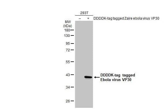 Western Blot: EBOV VP30 protein Antibody [NBP3-13345] - Non-transfected (-) and transfected (+) 293T whole cell extracts (30 ug) were separated by 10% SDS-PAGE, and the membrane was blotted with EBOV VP30 protein antibody (NBP3-13345) diluted at 1:5000. The HRP-conjugated anti-rabbit IgG antibody  was used to detect the primary antibody.