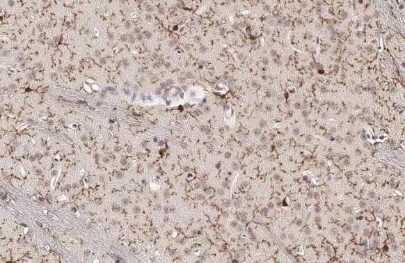 Immunohistochemistry-Paraffin: TMEM119 Antibody [NBP3-13355] - TMEM119 antibody detects TMEM119 protein at cell membrane and cytoplasm by immunohistochemical analysis.Sample: Paraffin-embedded mouse brain.TMEM119 stained by TMEM119 antibody (NBP3-13355) diluted at 1:500.Antigen Retrieval: Citrate buffer, pH 6.0, 15 min