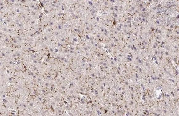TMEM119 antibody detects TMEM119 protein at cell membrane and cytoplasm by immunohistochemical analysis.Sample: Paraffin-embedded mouse brain.TMEM119 stained by TMEM119 antibody (NBP3-13355) diluted at 1:500.Antigen Retrieval: Citrate buffer, pH 6.0, 15 min 