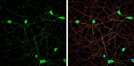 Immunocytochemistry/ Immunofluorescence VGluT3 Antibody - BSA Free