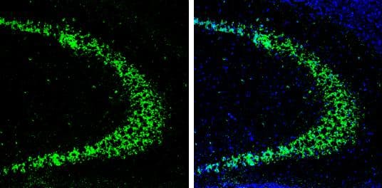 HuC antibody detects HuC protein by immunohistochemical analysis.Sample: Frozen-sectioned mouse hippocampus.Green: HuC stained by HuC antibody (NBP3-13367) diluted at 1:250.Blue: Fluoroshield with DAPI . 