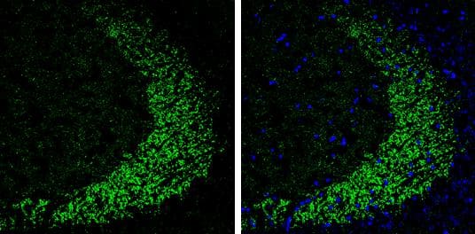 ELAVL4 antibody detects ELAVL4 protein by immunohistochemical analysis.Sample: Frozen-sectioned mouse hippocampus.Green: ELAVL4 stained by ELAVL4 antibody (NBP3-13368) diluted at 1:250.Blue: Fluoroshield with DAPI . 