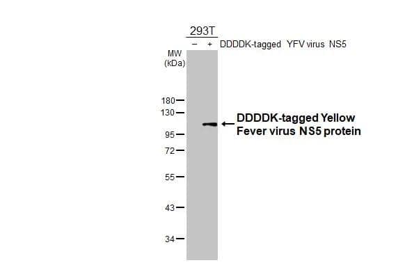 Non-transfected (-) and transfected (+) 293T whole cell extracts (30 ug) were separated by 10% SDS-PAGE, and the membrane was blotted with Yellow Fever virus NS5 protein antibody (NBP3-13369) diluted at 1:5000. The HRP-conjugated anti-rabbit IgG antibody  was used to detect the primary antibody. 