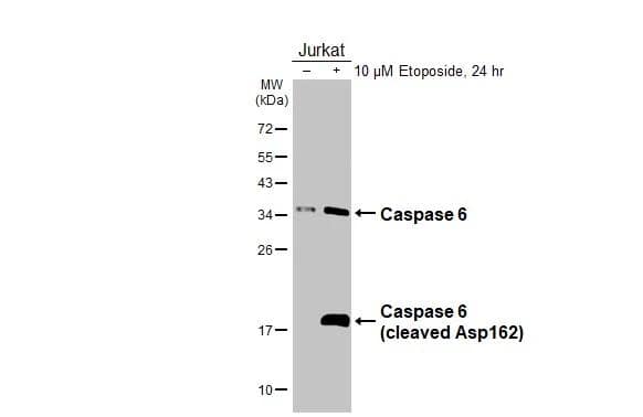 Untreated (-) and treated (+) Jurkat whole cell extract (30 ug) were separated by 12% SDS-PAGE, and the membrane was blotted with Caspase 6 antibody (NBP3-13380) diluted at 1:1000. The HRP-conjugated anti-rabbit IgG antibody  was used to detect the primary antibody. 