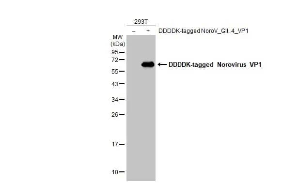 Western Blot: Norovirus VP1 Antibody [NBP3-13383] - Non-transfected (-) and transfected (+) 293T whole cell extracts (30 ug) were separated by 12% SDS-PAGE, and the membrane was blotted with Norovirus VP1 antibody (NBP3-13383) diluted at 1:5000. The HRP-conjugated anti-rabbit IgG antibody  was used to detect the primary antibody.