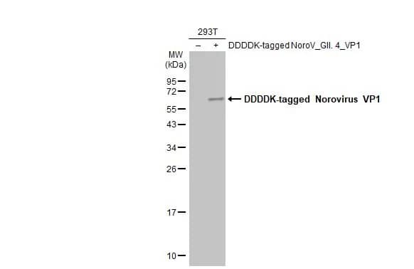 Western Blot: Norovirus VP1 Antibody [NBP3-13384] - Non-transfected (-) and transfected (+) 293T whole cell extracts (30 ug) were separated by 12% SDS-PAGE, and the membrane was blotted with Norovirus VP1 antibody (NBP3-13384) diluted at 1:5000. The HRP-conjugated anti-rabbit IgG antibody  was used to detect the primary antibody.